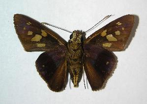  ( - 06-SRNP-65026)  @14 [ ] CreativeCommons - Attribution Non-Commercial Share-Alike (2007) Daniel H. Janzen Guanacaste Dry Forest Conservation Fund