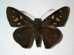  ( - 06-SRNP-65027)  @14 [ ] CreativeCommons - Attribution Non-Commercial Share-Alike (2007) Daniel H. Janzen Guanacaste Dry Forest Conservation Fund