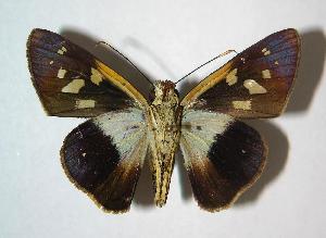  ( - 06-SRNP-65027)  @14 [ ] CreativeCommons - Attribution Non-Commercial Share-Alike (2007) Daniel H. Janzen Guanacaste Dry Forest Conservation Fund