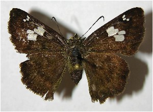  ( - 05-SRNP-31616)  @14 [ ] CreativeCommons - Attribution Non-Commercial Share-Alike (2007) Daniel H. Janzen Guanacaste Dry Forest Conservation Fund