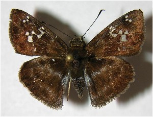  ( - 05-SRNP-31921)  @14 [ ] CreativeCommons - Attribution Non-Commercial Share-Alike (2007) Daniel H. Janzen Guanacaste Dry Forest Conservation Fund