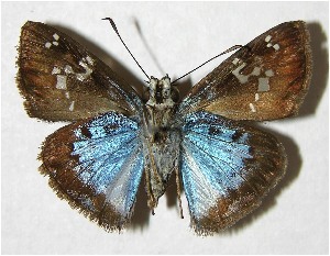  ( - 05-SRNP-31921)  @14 [ ] CreativeCommons - Attribution Non-Commercial Share-Alike (2007) Daniel H. Janzen Guanacaste Dry Forest Conservation Fund