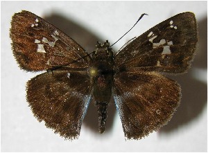  ( - 05-SRNP-32312)  @14 [ ] CreativeCommons - Attribution Non-Commercial Share-Alike (2007) Daniel H. Janzen Guanacaste Dry Forest Conservation Fund