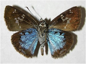  ( - 05-SRNP-32312)  @14 [ ] CreativeCommons - Attribution Non-Commercial Share-Alike (2007) Daniel H. Janzen Guanacaste Dry Forest Conservation Fund