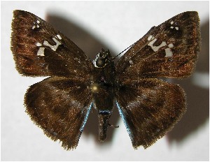  ( - 05-SRNP-32317)  @14 [ ] CreativeCommons - Attribution Non-Commercial Share-Alike (2007) Daniel H. Janzen Guanacaste Dry Forest Conservation Fund