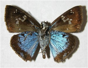  ( - 05-SRNP-32317)  @14 [ ] CreativeCommons - Attribution Non-Commercial Share-Alike (2007) Daniel H. Janzen Guanacaste Dry Forest Conservation Fund