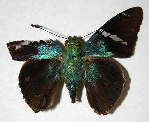  ( - 07-SRNP-31660)  @13 [ ] CreativeCommons - Attribution Non-Commercial Share-Alike (2007) Daniel H. Janzen Guanacaste Dry Forest Conservation Fund