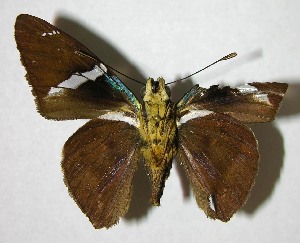  ( - 07-SRNP-31660)  @13 [ ] CreativeCommons - Attribution Non-Commercial Share-Alike (2007) Daniel H. Janzen Guanacaste Dry Forest Conservation Fund