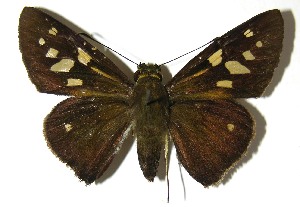  ( - 07-SRNP-36202)  @14 [ ] CreativeCommons - Attribution Non-Commercial Share-Alike (2008) Daniel H. Janzen Guanacaste Dry Forest Conservation Fund