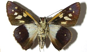  ( - 07-SRNP-36202)  @14 [ ] CreativeCommons - Attribution Non-Commercial Share-Alike (2008) Daniel H. Janzen Guanacaste Dry Forest Conservation Fund