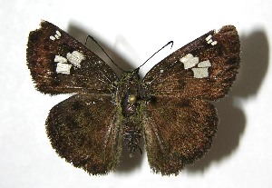  ( - 07-SRNP-4179)  @14 [ ] CreativeCommons - Attribution Non-Commercial Share-Alike (2008) Daniel H. Janzen Guanacaste Dry Forest Conservation Fund