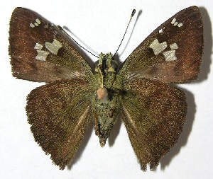  ( - 07-SRNP-4186)  @14 [ ] CreativeCommons - Attribution Non-Commercial Share-Alike (2008) Daniel H. Janzen Guanacaste Dry Forest Conservation Fund