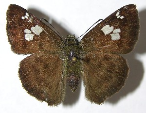  ( - 07-SRNP-42746)  @14 [ ] CreativeCommons - Attribution Non-Commercial Share-Alike (2008) Daniel H. Janzen Guanacaste Dry Forest Conservation Fund