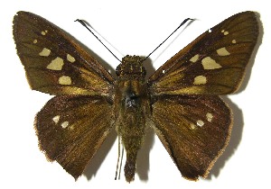  ( - 07-SRNP-57141)  @14 [ ] CreativeCommons - Attribution Non-Commercial Share-Alike (2008) Daniel H. Janzen Guanacaste Dry Forest Conservation Fund