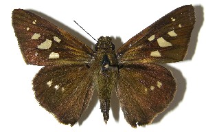  ( - 07-SRNP-57403)  @14 [ ] CreativeCommons - Attribution Non-Commercial Share-Alike (2008) Daniel H. Janzen Guanacaste Dry Forest Conservation Fund