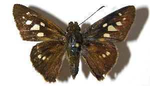  ( - 07-SRNP-57761)  @14 [ ] CreativeCommons - Attribution Non-Commercial Share-Alike (2008) Daniel H. Janzen Guanacaste Dry Forest Conservation Fund