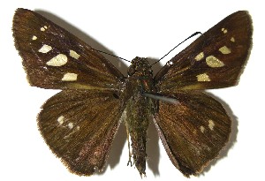  ( - 07-SRNP-57764)  @14 [ ] CreativeCommons - Attribution Non-Commercial Share-Alike (2008) Daniel H. Janzen Guanacaste Dry Forest Conservation Fund