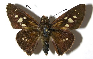  ( - 07-SRNP-57765)  @14 [ ] CreativeCommons - Attribution Non-Commercial Share-Alike (2008) Daniel H. Janzen Guanacaste Dry Forest Conservation Fund