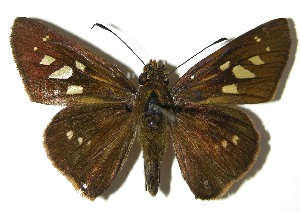  ( - 07-SRNP-57932)  @14 [ ] CreativeCommons - Attribution Non-Commercial Share-Alike (2008) Daniel H. Janzen Guanacaste Dry Forest Conservation Fund