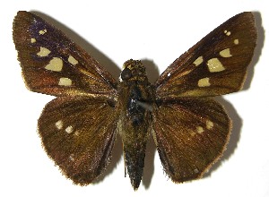  ( - 07-SRNP-57933)  @14 [ ] CreativeCommons - Attribution Non-Commercial Share-Alike (2008) Daniel H. Janzen Guanacaste Dry Forest Conservation Fund