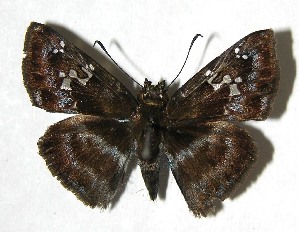  ( - 07-SRNP-65780)  @14 [ ] CreativeCommons - Attribution Non-Commercial Share-Alike (2008) Daniel H. Janzen Guanacaste Dry Forest Conservation Fund