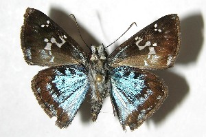  ( - 07-SRNP-65780)  @14 [ ] CreativeCommons - Attribution Non-Commercial Share-Alike (2008) Daniel H. Janzen Guanacaste Dry Forest Conservation Fund