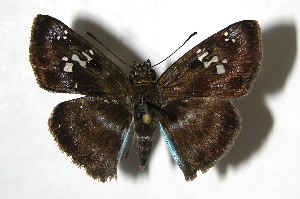  ( - 07-SRNP-66046)  @14 [ ] CreativeCommons - Attribution Non-Commercial Share-Alike (2008) Daniel H. Janzen Guanacaste Dry Forest Conservation Fund