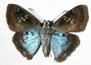  ( - 07-SRNP-66046)  @14 [ ] CreativeCommons - Attribution Non-Commercial Share-Alike (2008) Daniel H. Janzen Guanacaste Dry Forest Conservation Fund