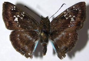  ( - 08-SRNP-65058)  @14 [ ] CreativeCommons - Attribution Non-Commercial Share-Alike (2010) Daniel H. Janzen Guanacaste Dry Forest Conservation Fund