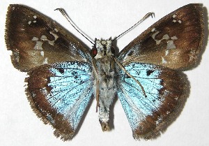  ( - 08-SRNP-65058)  @14 [ ] CreativeCommons - Attribution Non-Commercial Share-Alike (2010) Daniel H. Janzen Guanacaste Dry Forest Conservation Fund