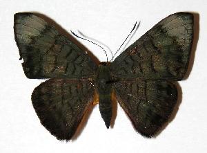  ( - 00-SRNP-4061)  @14 [ ] CreativeCommons - Attribution Non-Commercial Share-Alike (2006) Daniel H. Janzen Guanacaste Dry Forest Conservation Fund