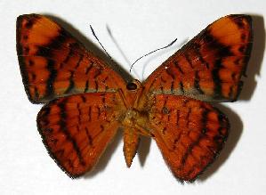  ( - 00-SRNP-4061)  @14 [ ] CreativeCommons - Attribution Non-Commercial Share-Alike (2006) Daniel H. Janzen Guanacaste Dry Forest Conservation Fund