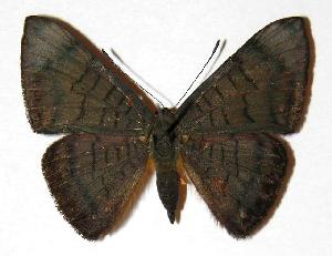  ( - 02-SRNP-5781)  @14 [ ] CreativeCommons - Attribution Non-Commercial Share-Alike (2006) Daniel H. Janzen Guanacaste Dry Forest Conservation Fund