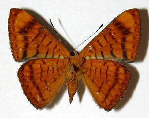  ( - 02-SRNP-5781)  @14 [ ] CreativeCommons - Attribution Non-Commercial Share-Alike (2006) Daniel H. Janzen Guanacaste Dry Forest Conservation Fund