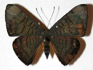  ( - 03-SRNP-34517)  @14 [ ] CreativeCommons - Attribution Non-Commercial Share-Alike (2006) Daniel H. Janzen Guanacaste Dry Forest Conservation Fund