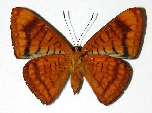  ( - 03-SRNP-34517)  @14 [ ] CreativeCommons - Attribution Non-Commercial Share-Alike (2006) Daniel H. Janzen Guanacaste Dry Forest Conservation Fund