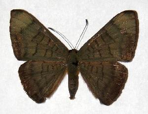  ( - 97-SRNP-11546.06)  @14 [ ] CreativeCommons - Attribution Non-Commercial Share-Alike (2006) Daniel H. Janzen Guanacaste Dry Forest Conservation Fund