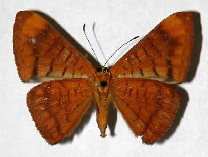  ( - 97-SRNP-11546.06)  @14 [ ] CreativeCommons - Attribution Non-Commercial Share-Alike (2006) Daniel H. Janzen Guanacaste Dry Forest Conservation Fund