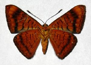  ( - 98-SRNP-2778.01)  @14 [ ] CreativeCommons - Attribution Non-Commercial Share-Alike (2006) Daniel H. Janzen Guanacaste Dry Forest Conservation Fund