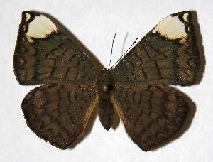  ( - 98-SRNP-3332)  @14 [ ] CreativeCommons - Attribution Non-Commercial Share-Alike (2006) Daniel H. Janzen Guanacaste Dry Forest Conservation Fund