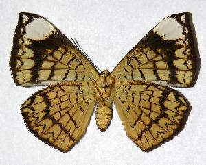  ( - 98-SRNP-3332)  @14 [ ] CreativeCommons - Attribution Non-Commercial Share-Alike (2006) Daniel H. Janzen Guanacaste Dry Forest Conservation Fund