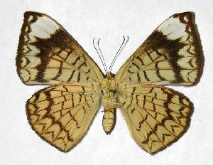  ( - 99-SRNP-35)  @14 [ ] CreativeCommons - Attribution Non-Commercial Share-Alike (2006) Daniel H. Janzen Guanacaste Dry Forest Conservation Fund