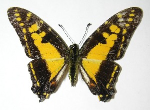  ( - 05-SRNP-1339)  @13 [ ] CreativeCommons - Attribution Non-Commercial Share-Alike (2013) Daniel H. Janzen Guanacaste Dry Forest Conservation Fund