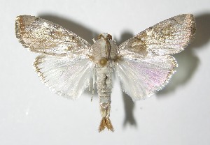  ( - 97-SRNP-217)  @11 [ ] CreativeCommons - Attribution Non-Commercial Share-Alike (2013) Daniel H. Janzen Guanacaste Dry Forest Conservation Fund