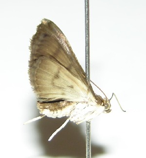  ( - 99-SRNP-13186)  @13 [ ] CreativeCommons - Attribution Non-Commercial Share-Alike (2013) Daniel H. Janzen Guanacaste Dry Forest Conservation Fund