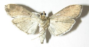  ( - 04-SRNP-24834)  @13 [ ] CreativeCommons - Attribution Non-Commercial Share-Alike (2013) Daniel H. Janzen Guanacaste Dry Forest Conservation Fund