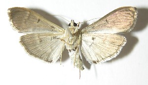  ( - 04-SRNP-24840)  @13 [ ] CreativeCommons - Attribution Non-Commercial Share-Alike (2013) Daniel H. Janzen Guanacaste Dry Forest Conservation Fund