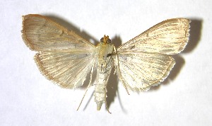  ( - 04-SRNP-24024)  @14 [ ] CreativeCommons - Attribution Non-Commercial Share-Alike (2007) Daniel H. Janzen Guanacaste Dry Forest Conservation Fund