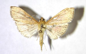  ( - 04-SRNP-24367)  @14 [ ] CreativeCommons - Attribution Non-Commercial Share-Alike (2007) Daniel H. Janzen Guanacaste Dry Forest Conservation Fund