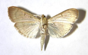  ( - 04-SRNP-25184)  @14 [ ] CreativeCommons - Attribution Non-Commercial Share-Alike (2007) Daniel H. Janzen Guanacaste Dry Forest Conservation Fund